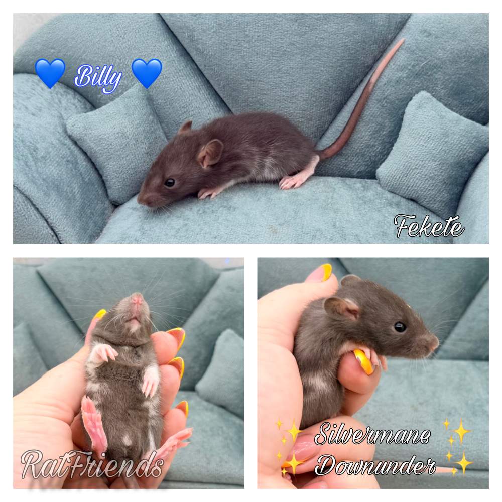 Fancy rat Available for rehoming Rattus norvegicus 