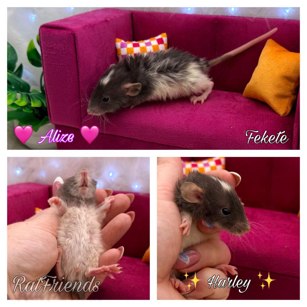 Fancy rat Available for rehoming Rattus norvegicus 