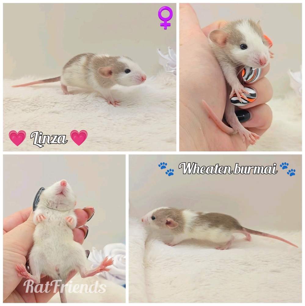 Fancy rat Owned by other Rattus norvegicus 