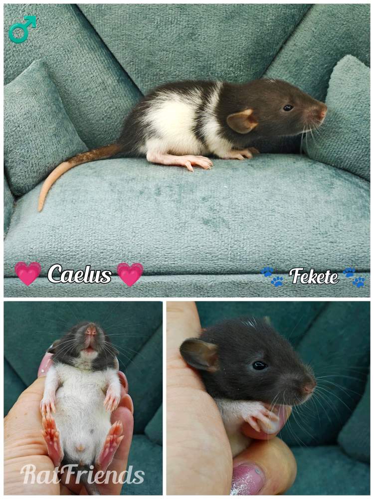 Fancy rat Breeder Rattus norvegicus 