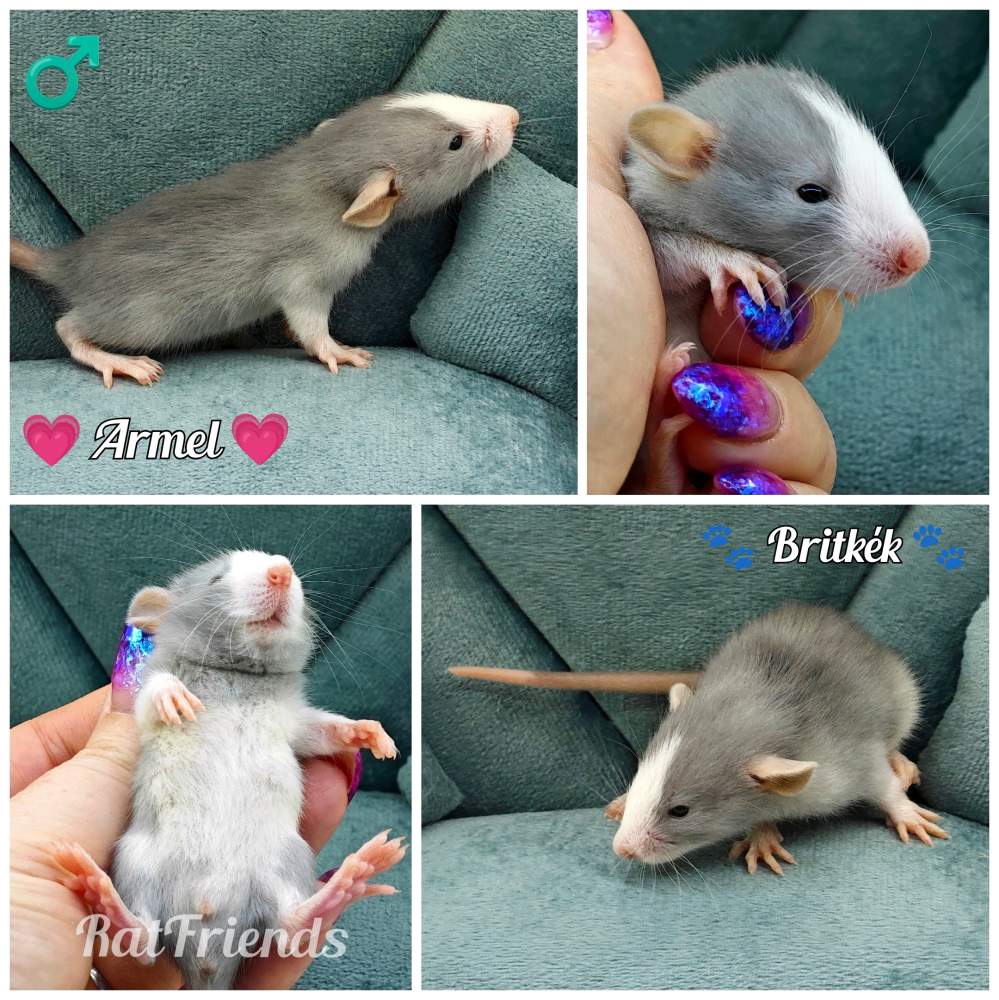 Fancy rat Owned by other Rattus norvegicus 