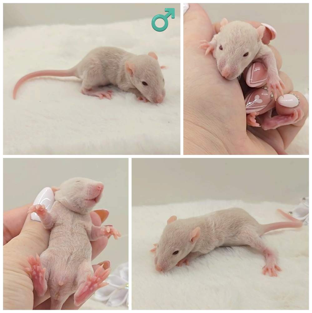 Fancy rat Owned by other Rattus norvegicus 