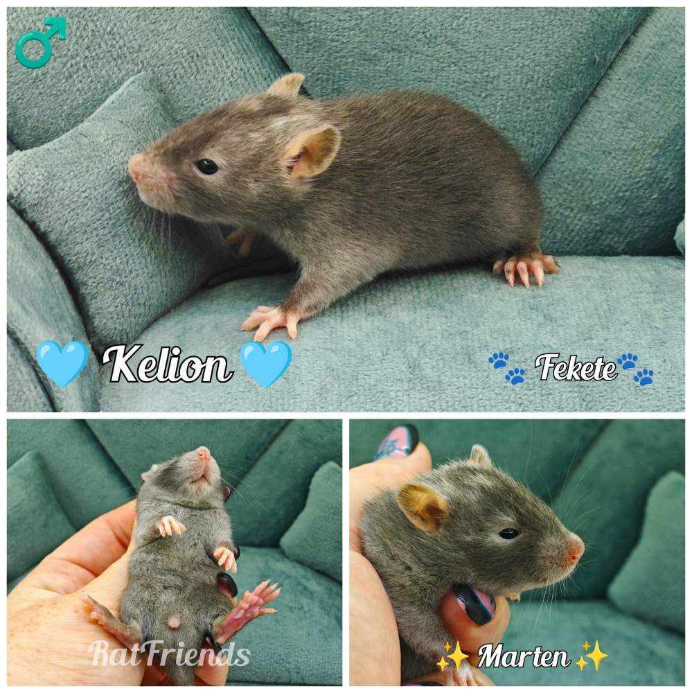 Fancy rat Available for rehoming Rattus norvegicus 