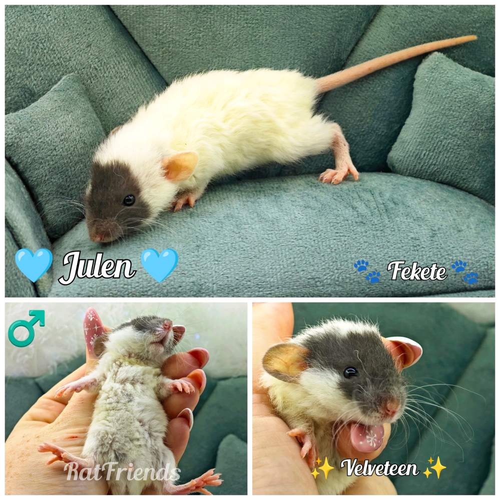 Fancy rat Available for rehoming Rattus norvegicus 