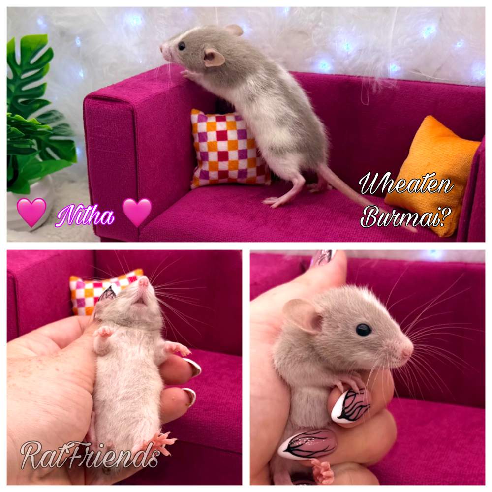 Fancy rat Available for rehoming Rattus norvegicus 