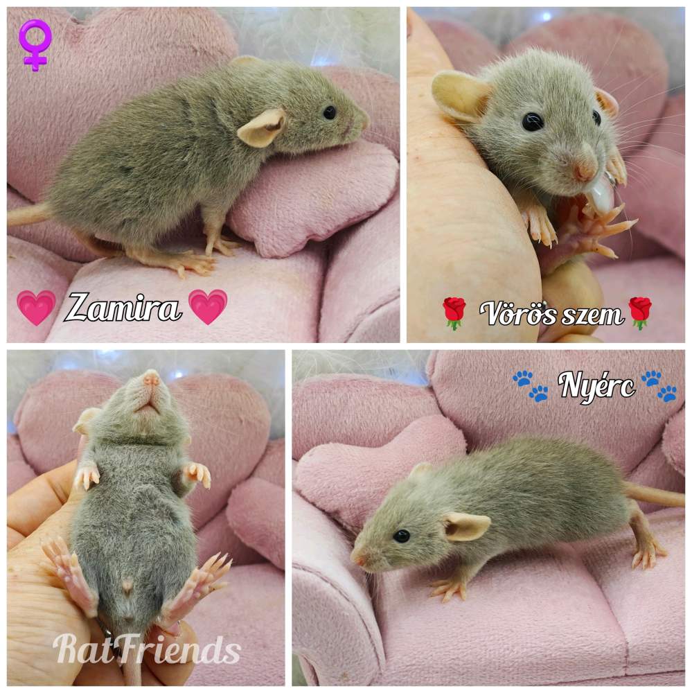 Fancy rat Available for rehoming Rattus norvegicus 