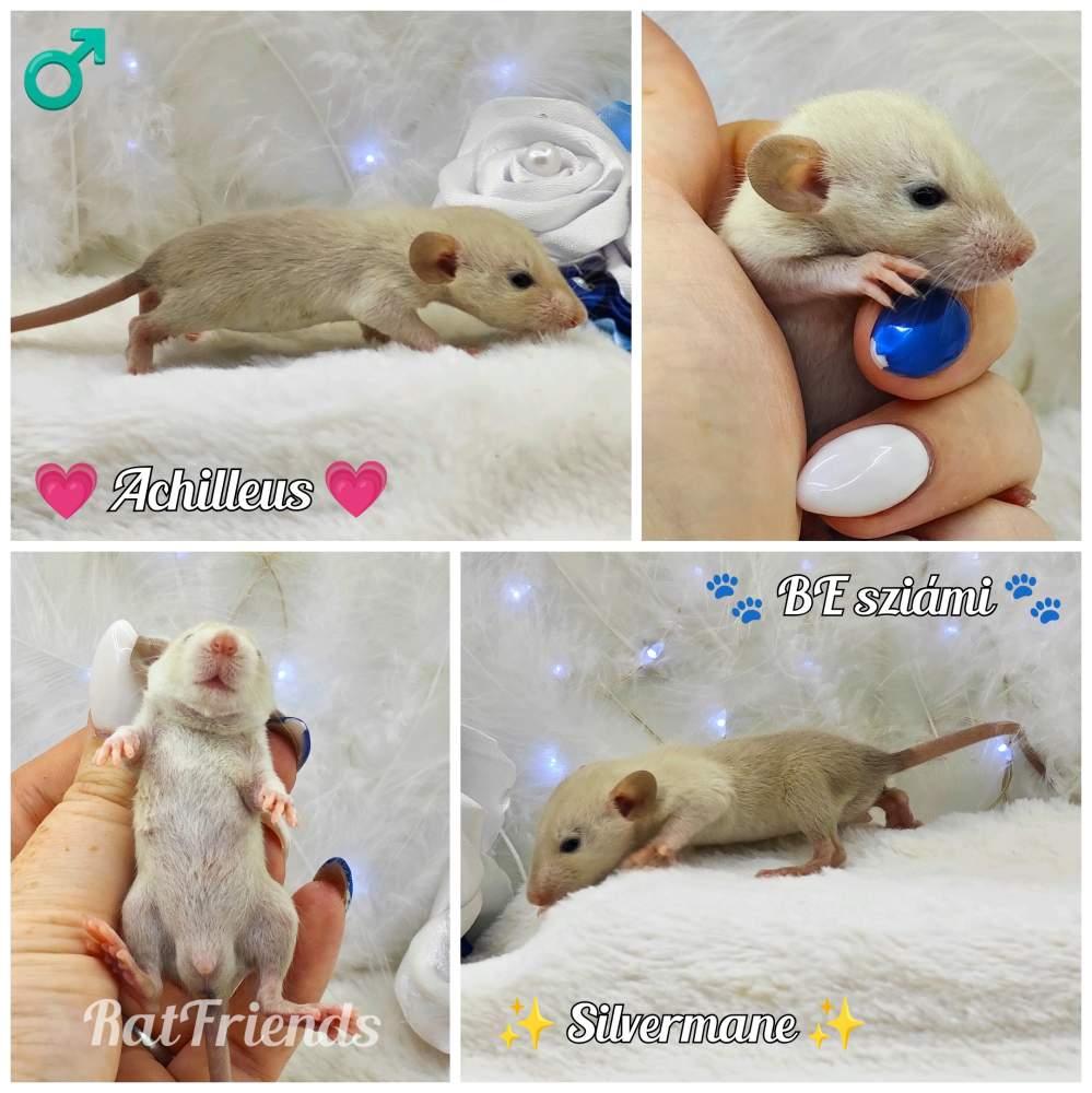 Fancy rat Owned by other Rattus norvegicus 