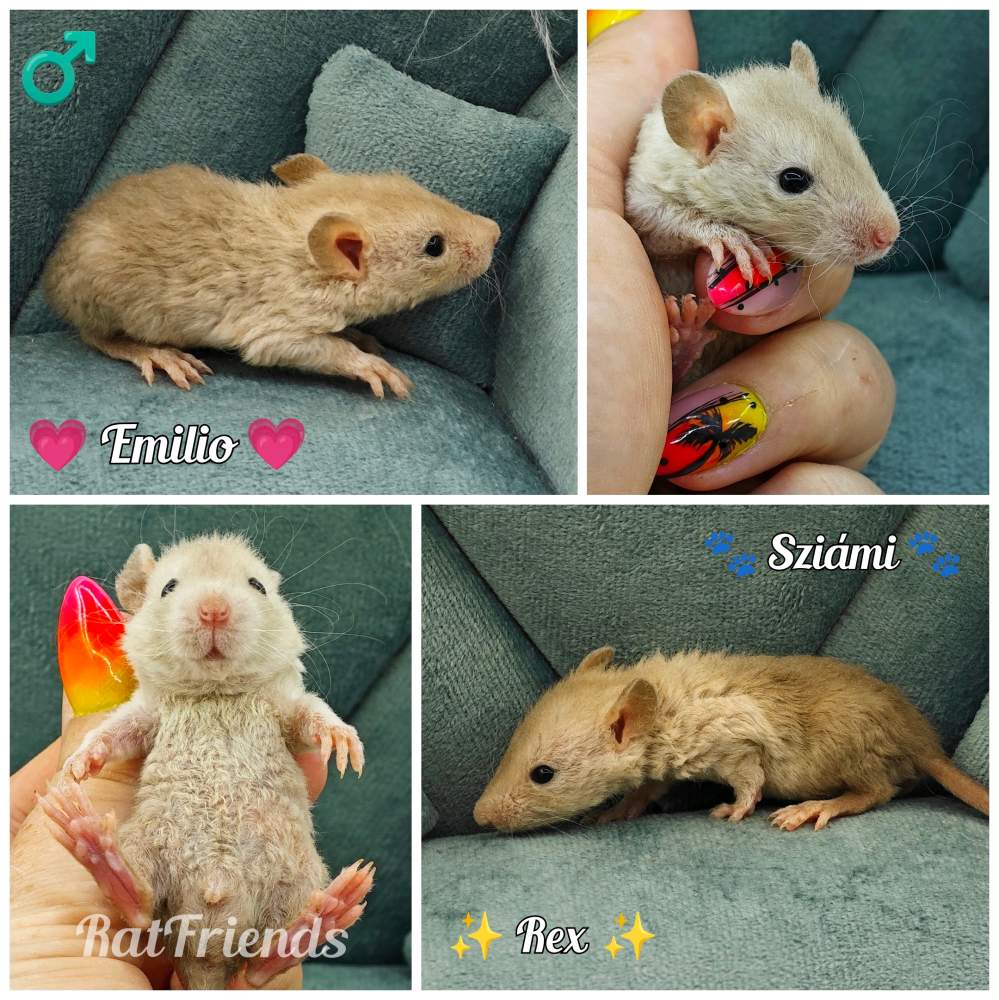 Fancy rat Available for rehoming Rattus norvegicus 