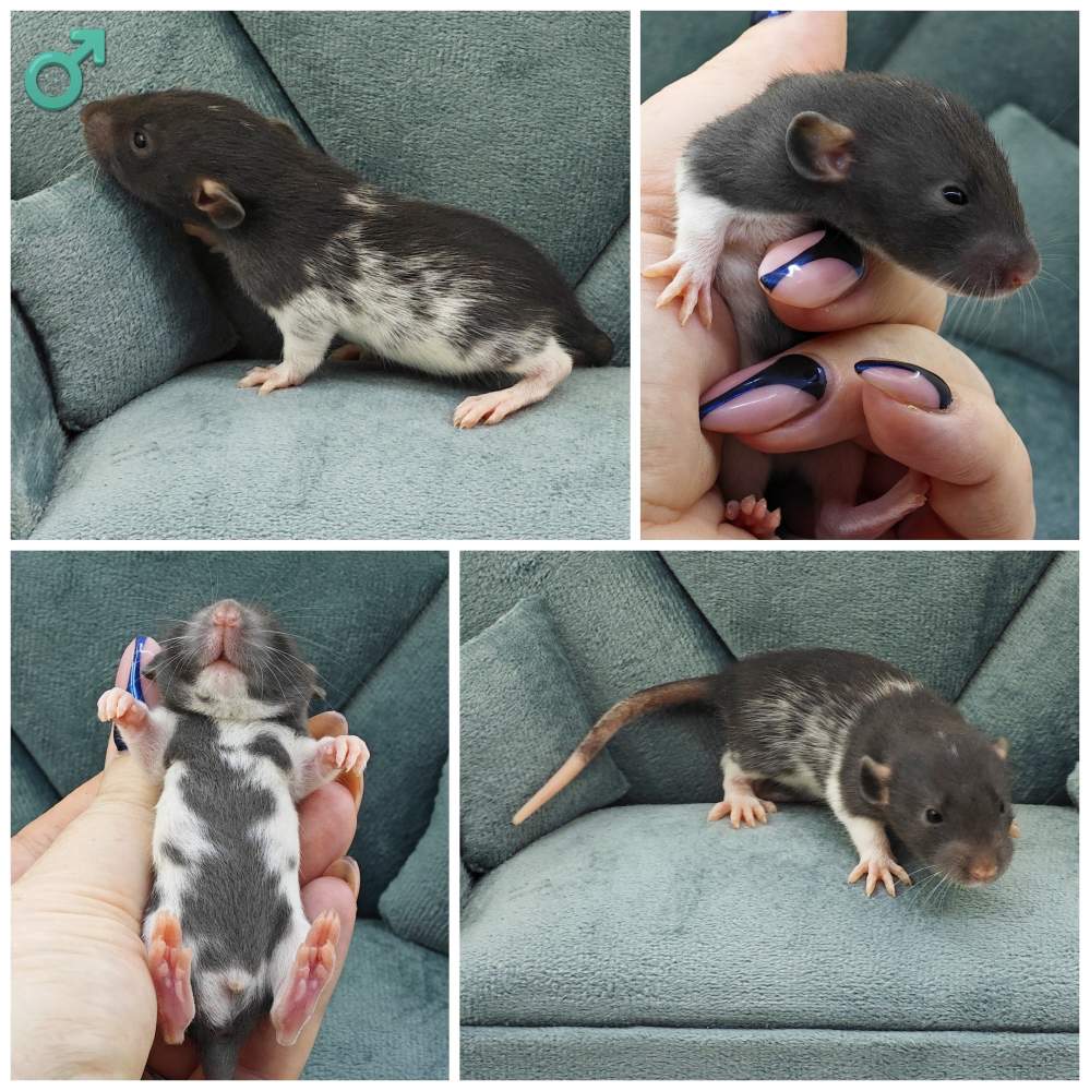 Fancy rat Breeder Rattus norvegicus 