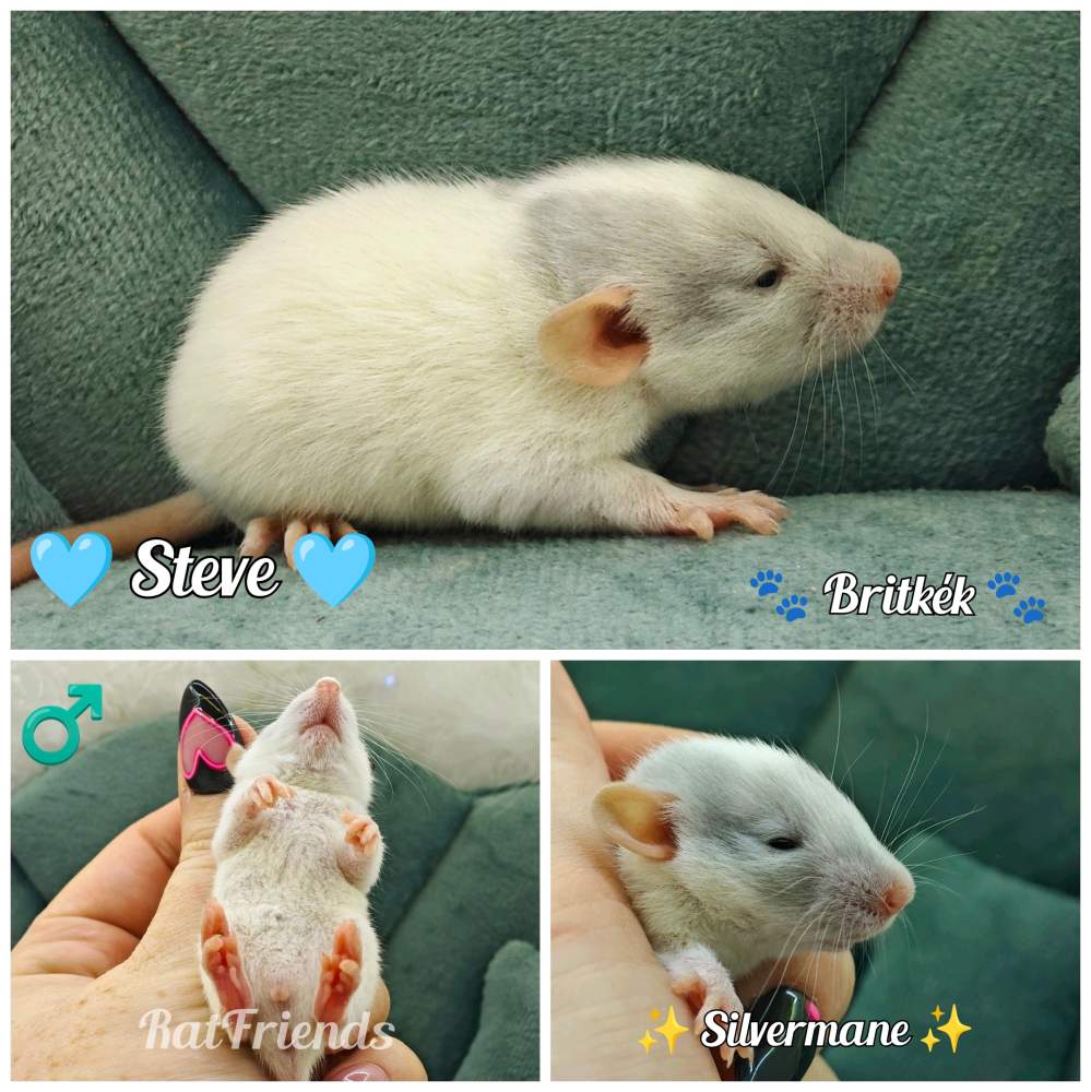 Fancy rat Available for rehoming Rattus norvegicus 