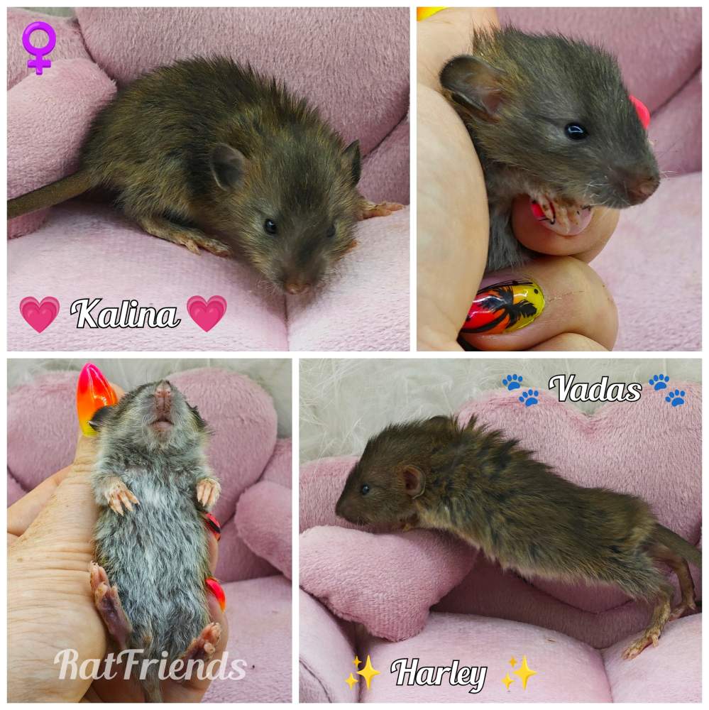 Fancy rat Available for rehoming Rattus norvegicus 