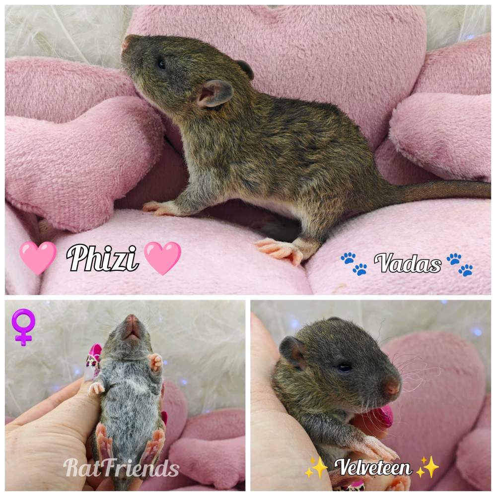 Fancy rat Available for rehoming Rattus norvegicus 