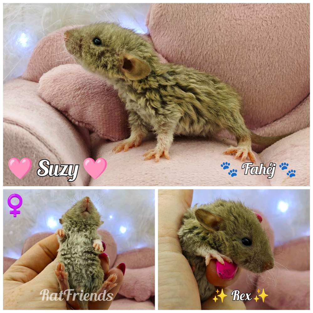 Fancy rat Breeder Rattus norvegicus 