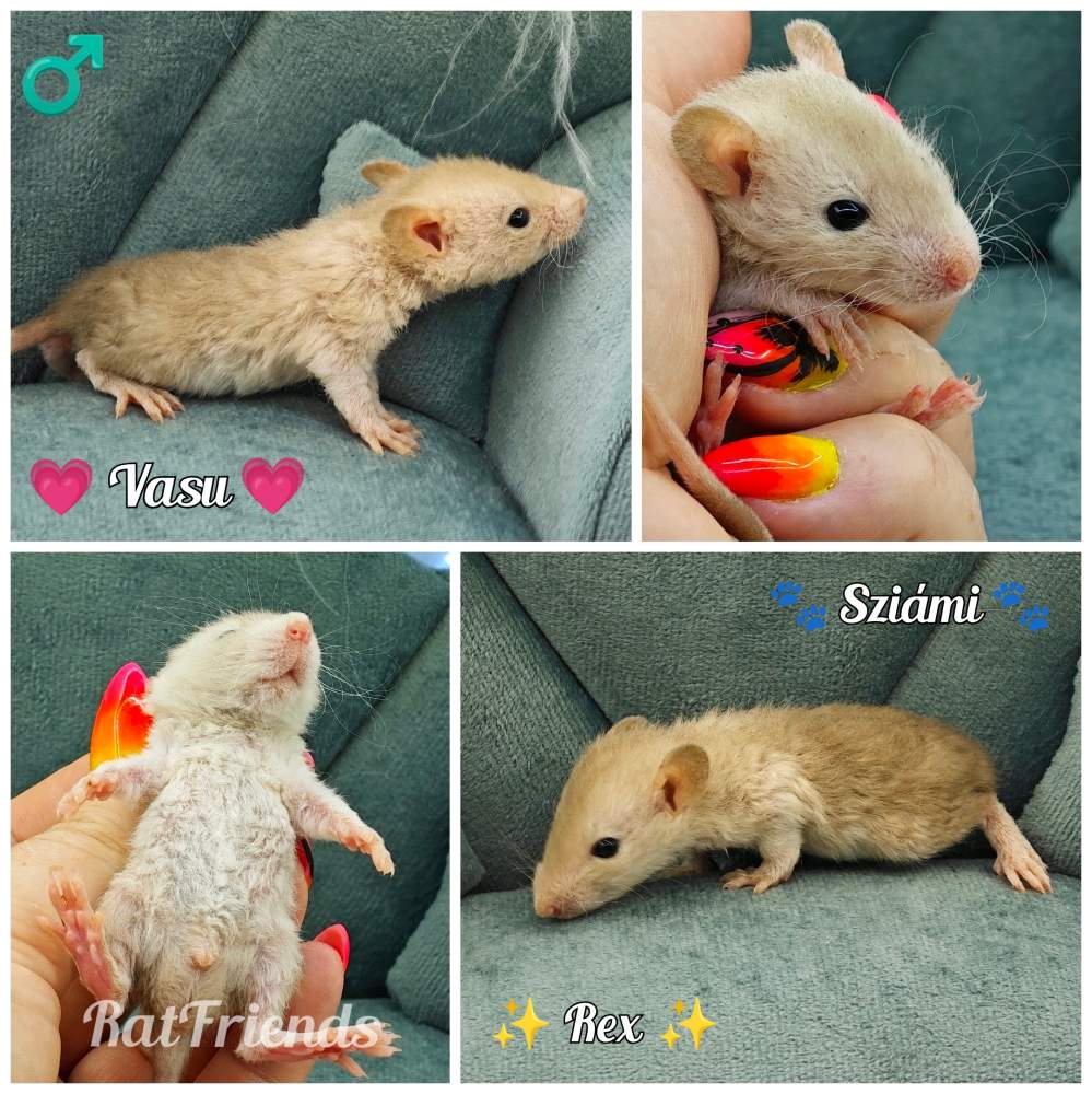 Fancy rat Available for rehoming Rattus norvegicus 