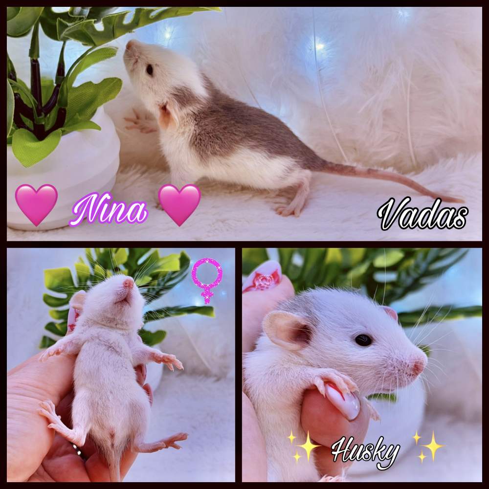 Fancy rat Available for rehoming Rattus norvegicus 