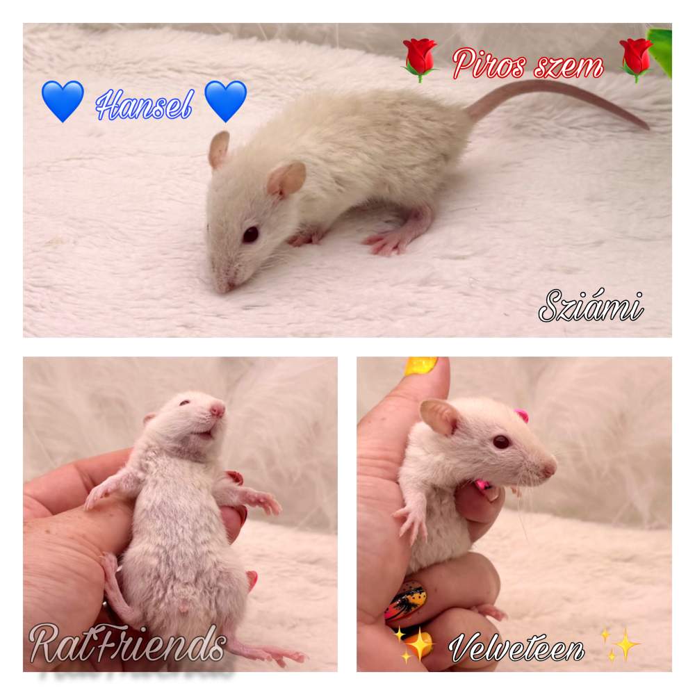Fancy rat Available for rehoming Rattus norvegicus 