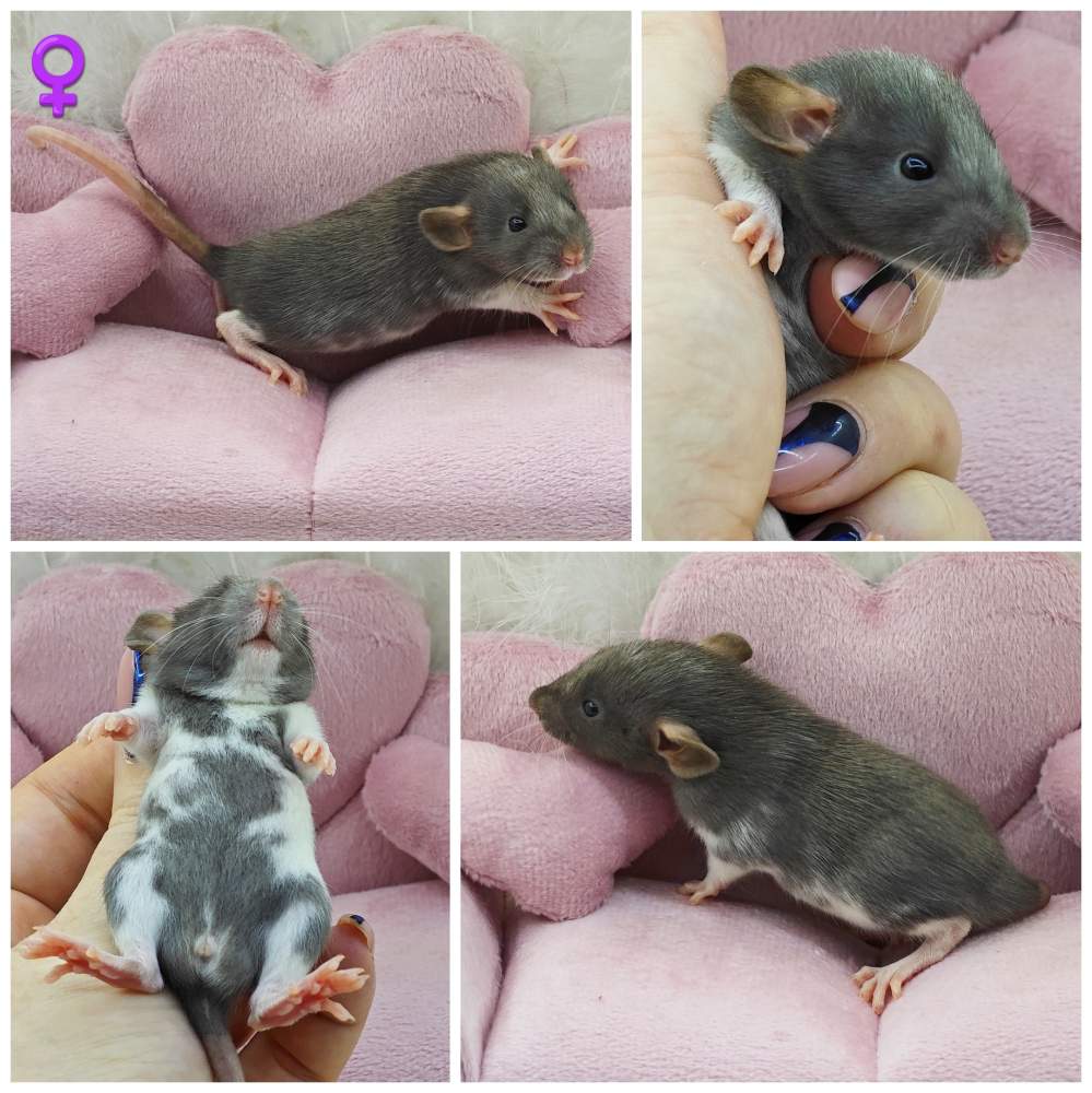 Fancy rat Breeder Rattus norvegicus 