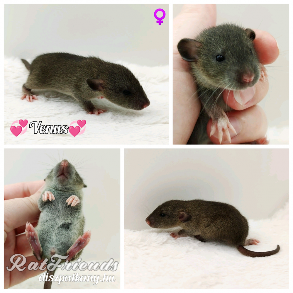 Fancy rat Owned by other Rattus norvegicus 