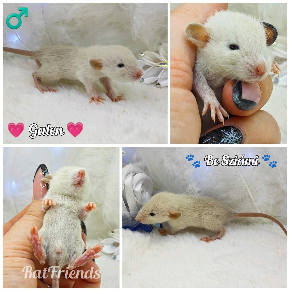 Fancy rat Owned by other Rattus norvegicus 