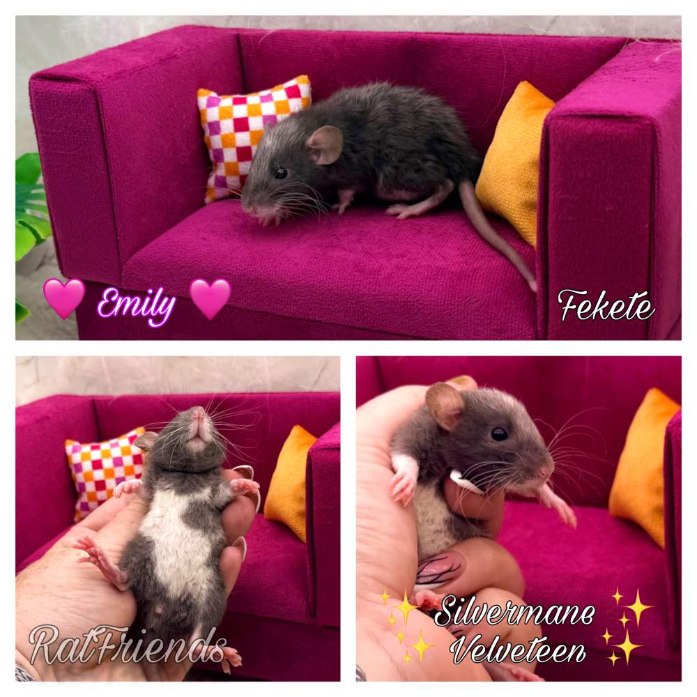 Fancy rat Available for rehoming Rattus norvegicus 
