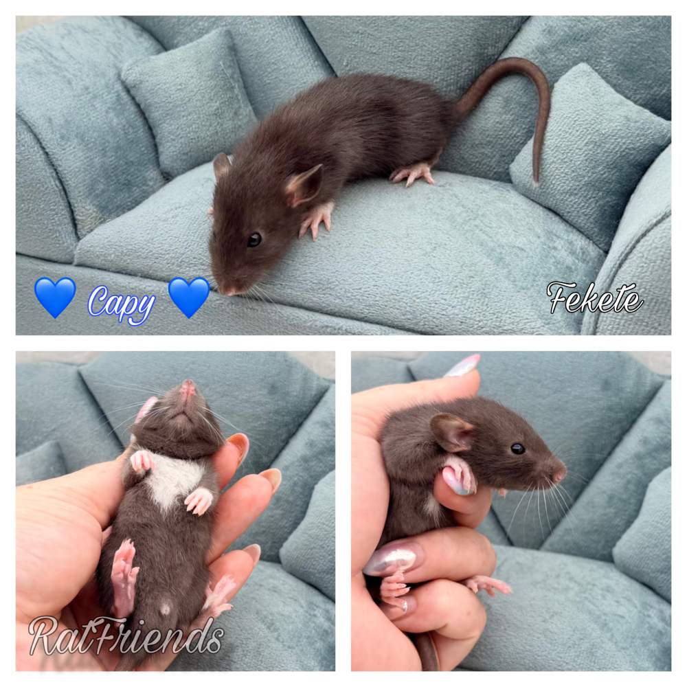 Fancy rat Available for rehoming Rattus norvegicus 
