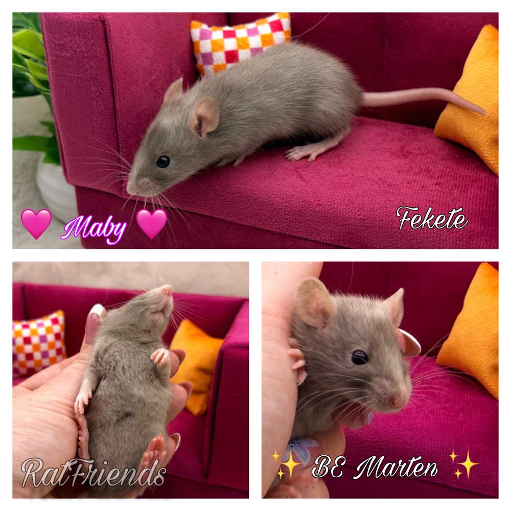 Fancy rat Available for rehoming Rattus norvegicus 