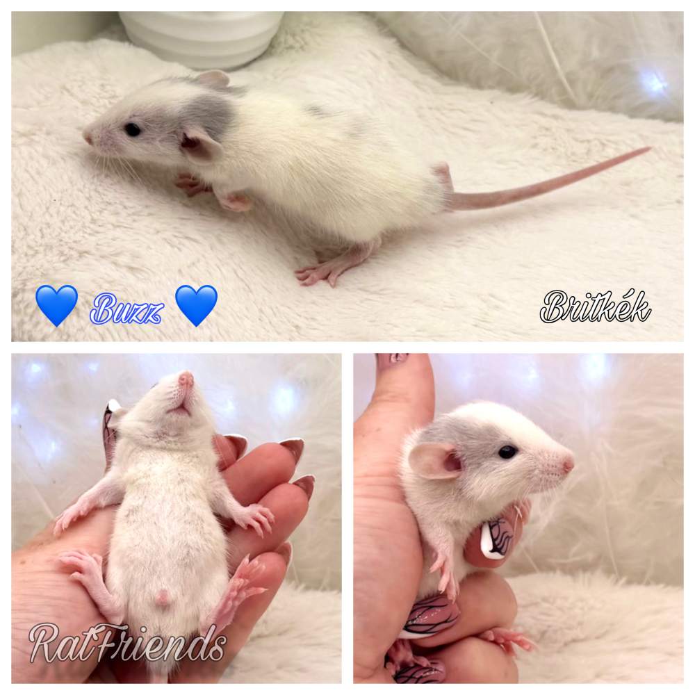 Fancy rat Available for rehoming Rattus norvegicus 