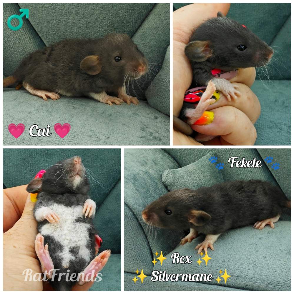 Fancy rat Breeder Rattus norvegicus 