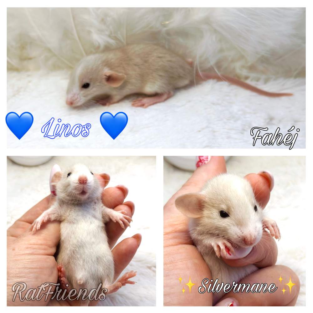 Fancy rat Available for rehoming Rattus norvegicus 