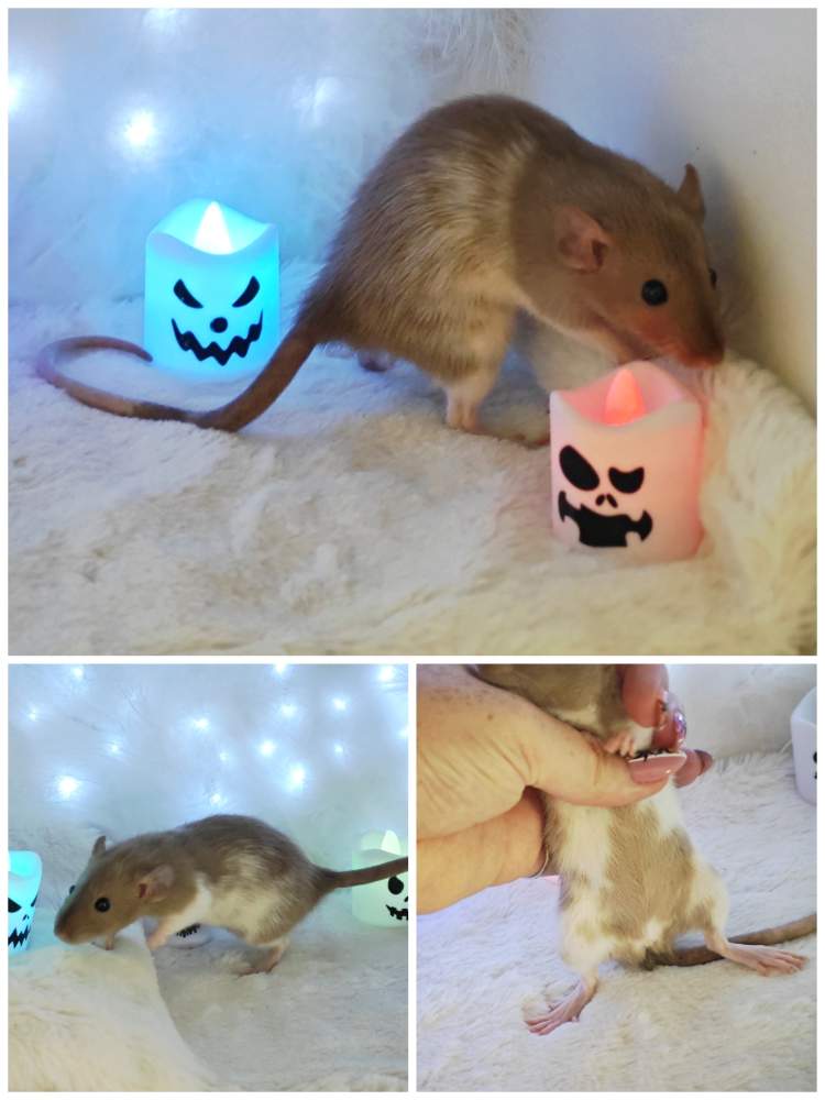 Fancy rat Breeder Rattus norvegicus 