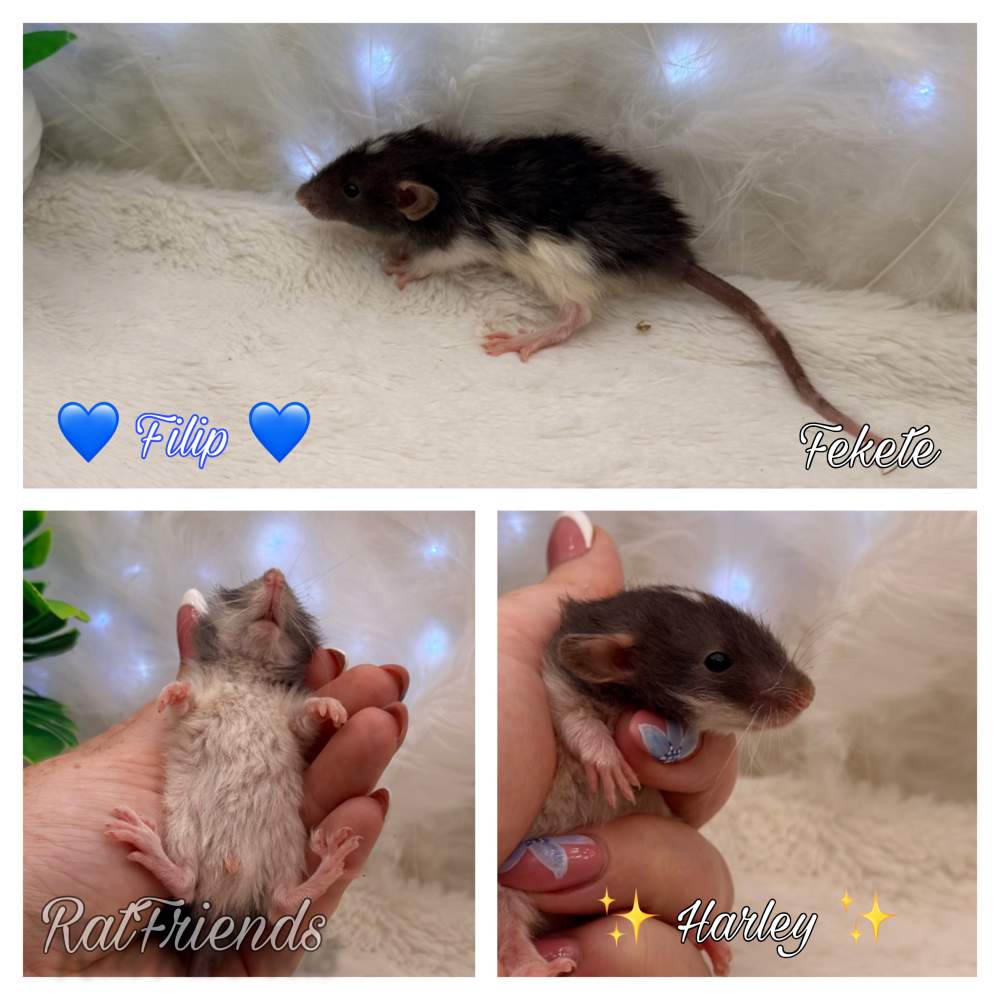 Fancy rat Breeder Rattus norvegicus 