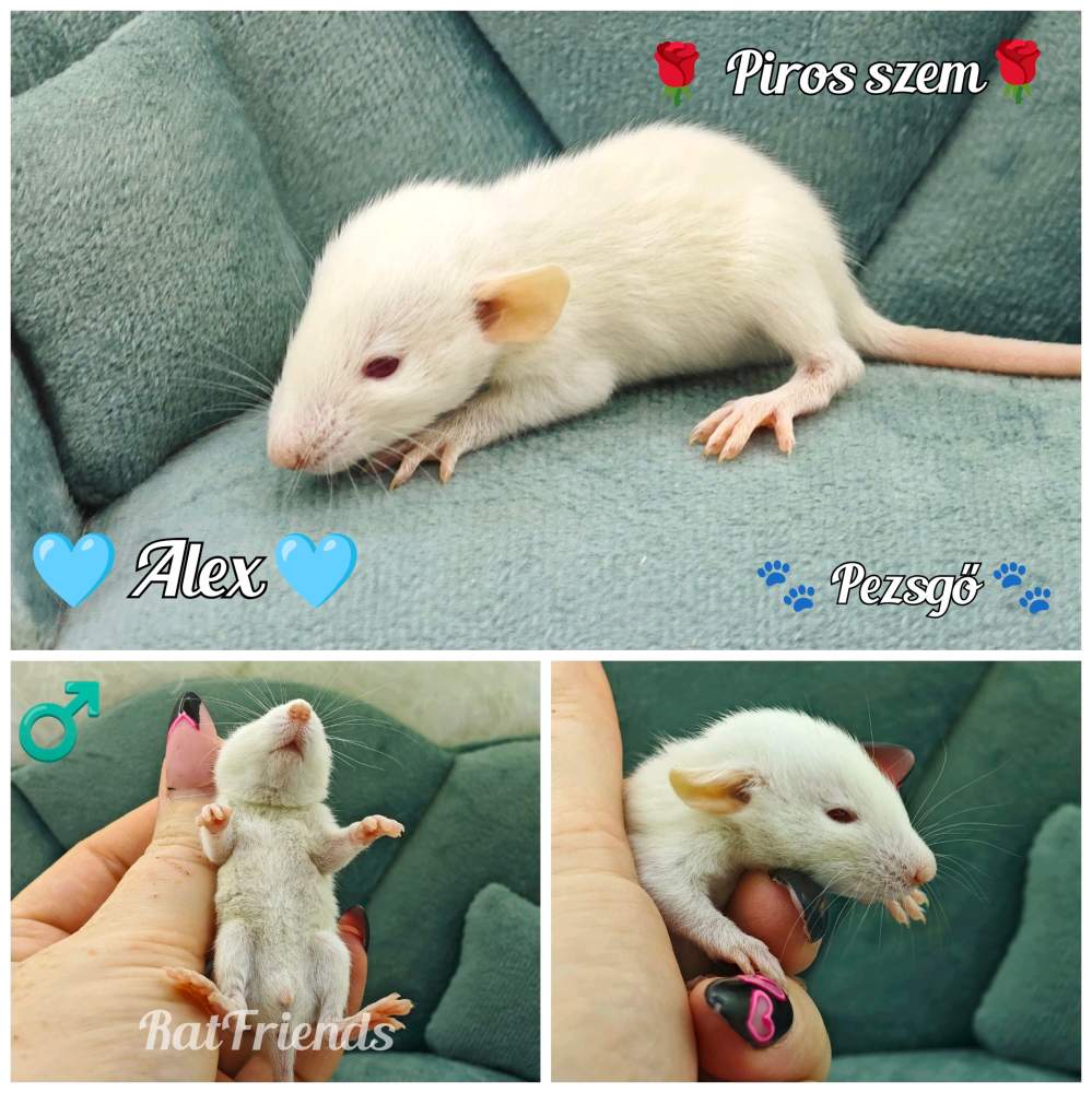 Fancy rat Available for rehoming Rattus norvegicus 