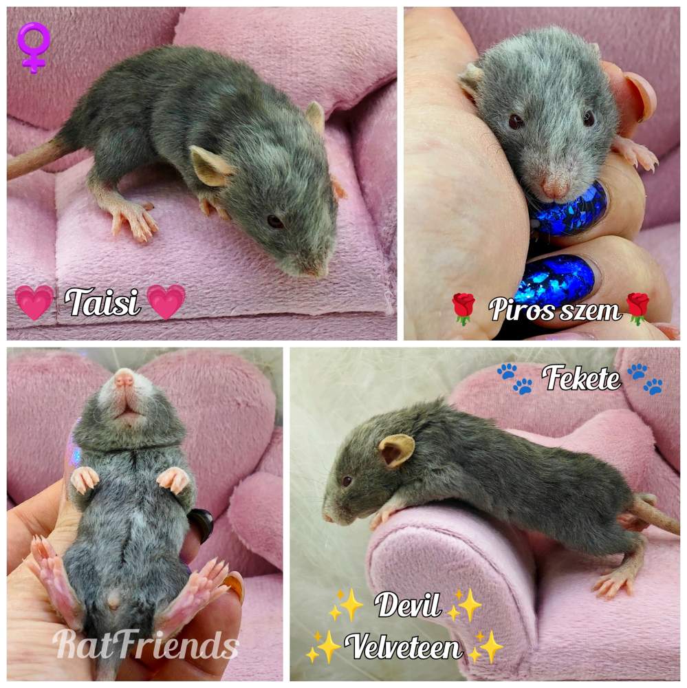 Fancy rat Available for rehoming Rattus norvegicus 