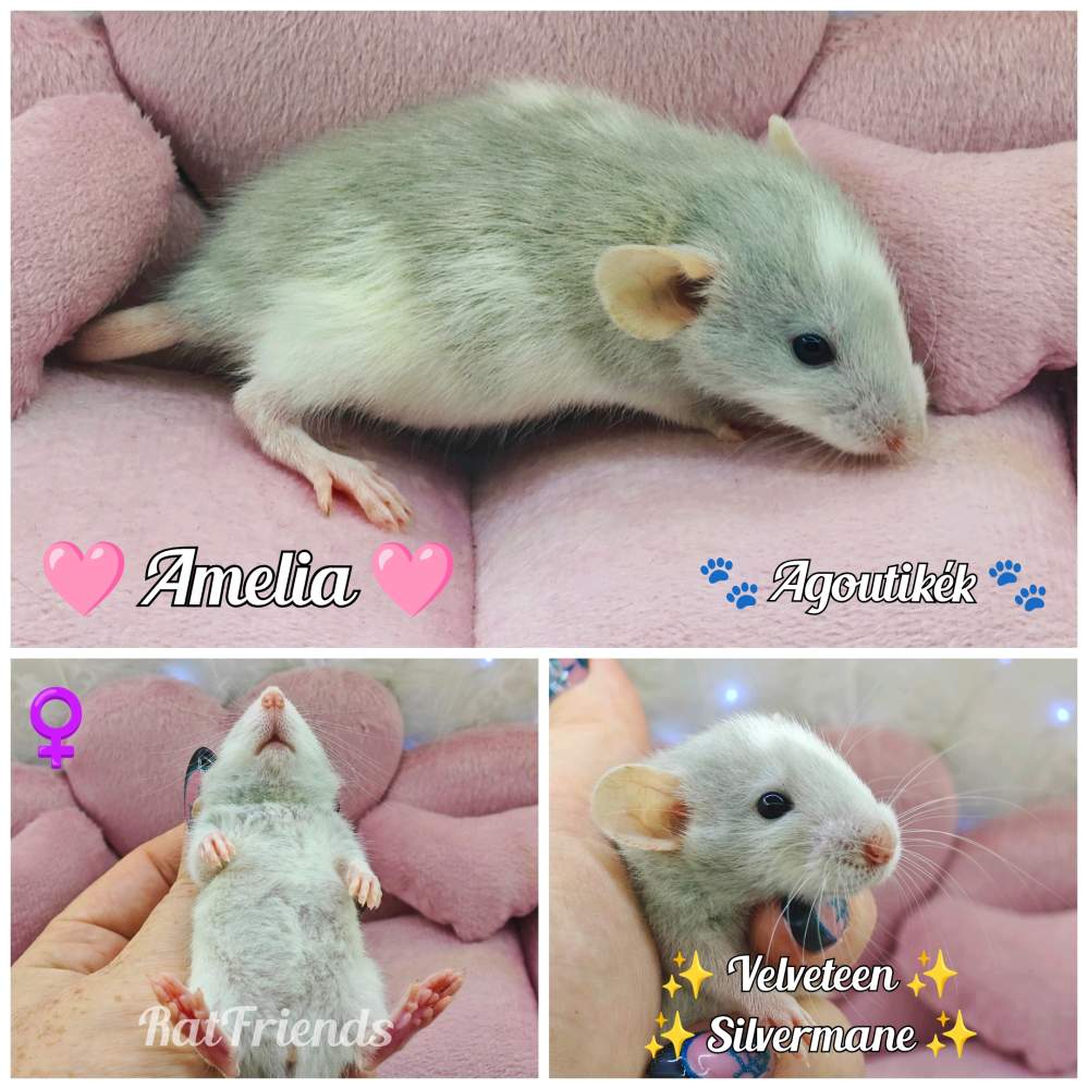 Fancy rat Breeder Rattus norvegicus 