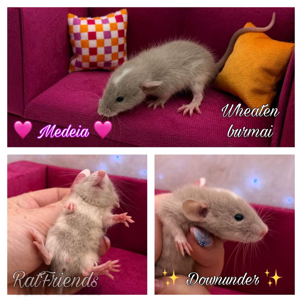 Fancy rat Breeder Rattus norvegicus 