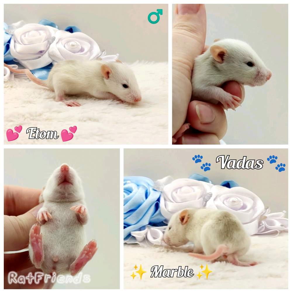 Fancy rat Breeder Rattus norvegicus 