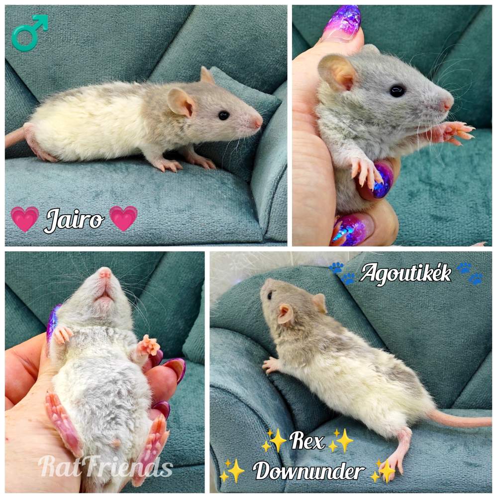 Fancy rat Owned by other Rattus norvegicus 
