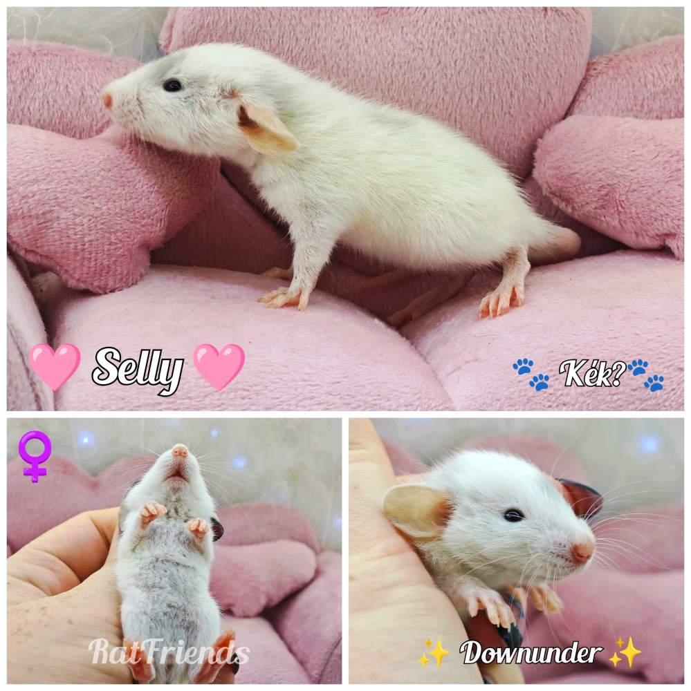 Fancy rat Available for rehoming Rattus norvegicus 