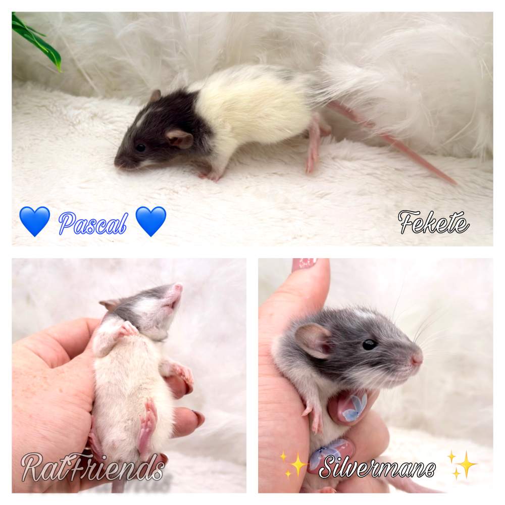 Fancy rat Available for rehoming Rattus norvegicus 