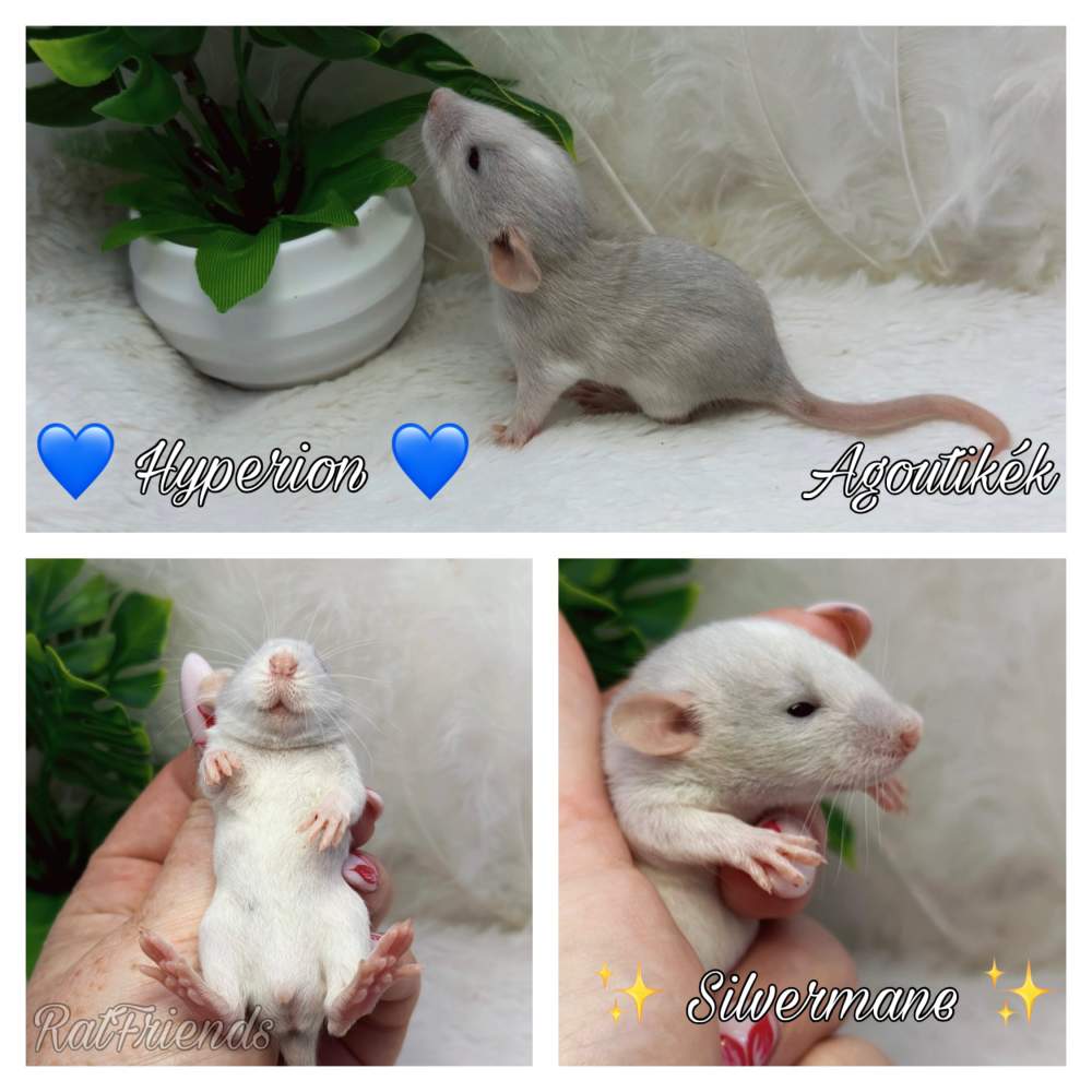 Fancy rat Breeder Rattus norvegicus 