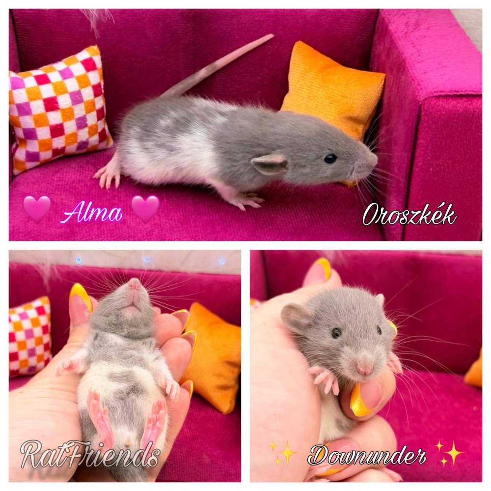 Fancy rat Available for rehoming Rattus norvegicus 