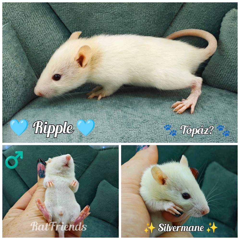 Fancy rat Available for rehoming Rattus norvegicus 