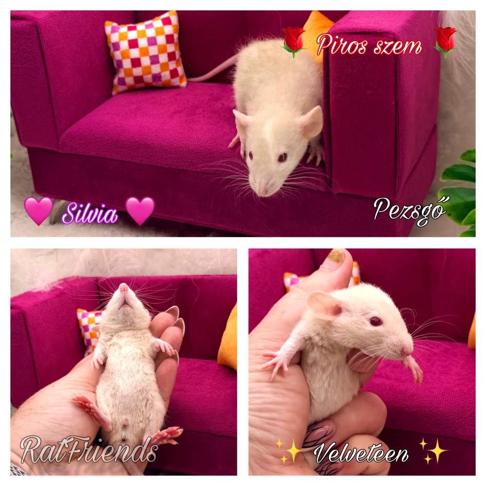 Fancy rat Available for rehoming Rattus norvegicus 