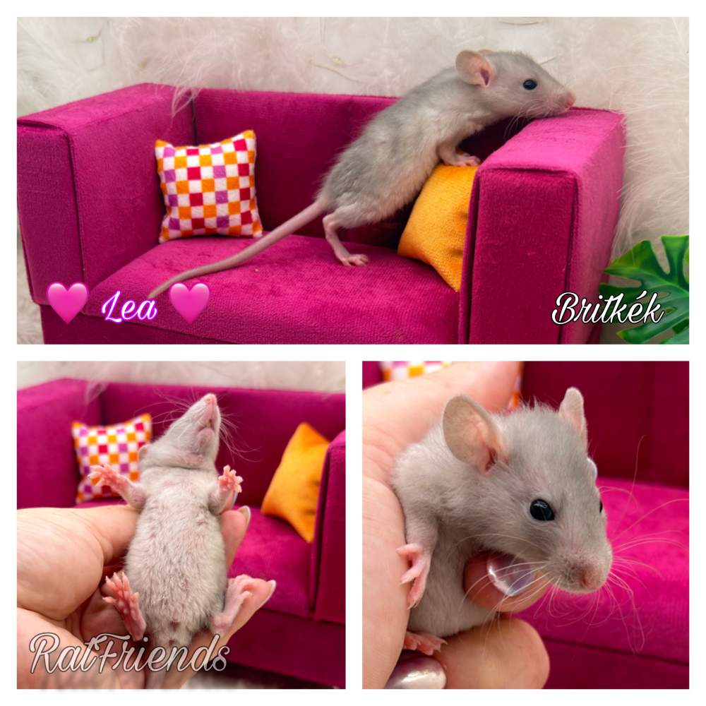 Fancy rat Breeder Rattus norvegicus 