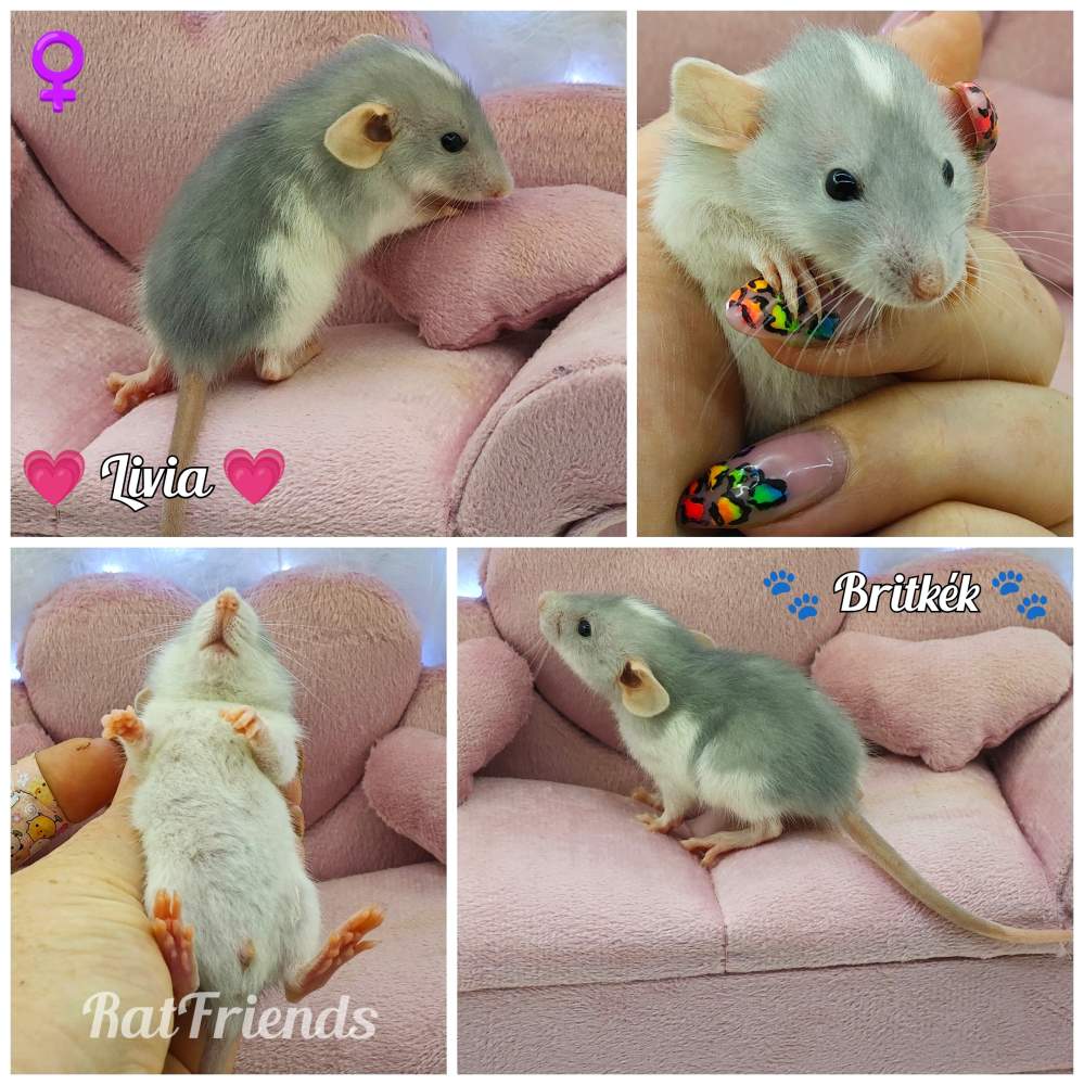Fancy rat Rehomed Rattus norvegicus 