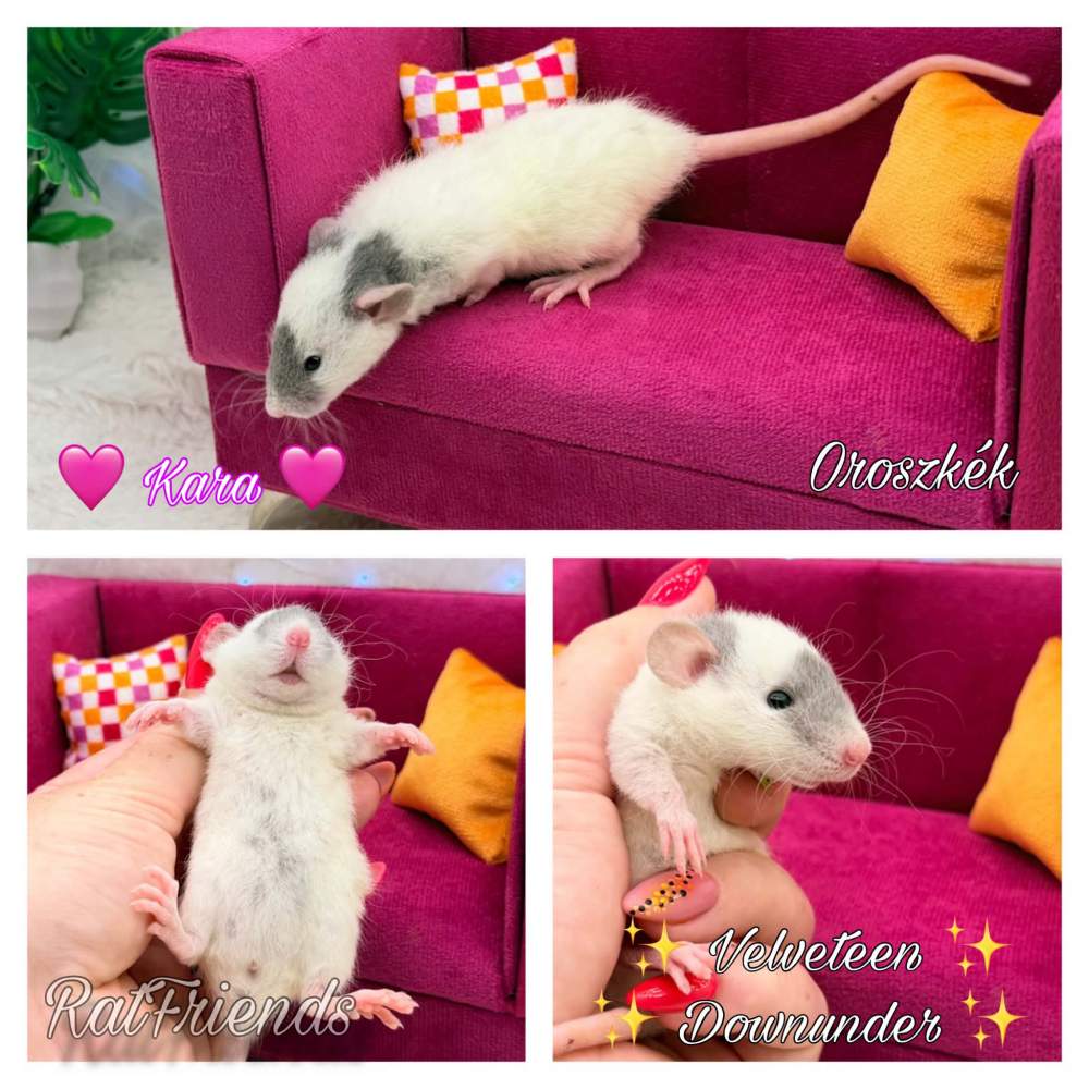 Fancy rat Available for rehoming Rattus norvegicus 