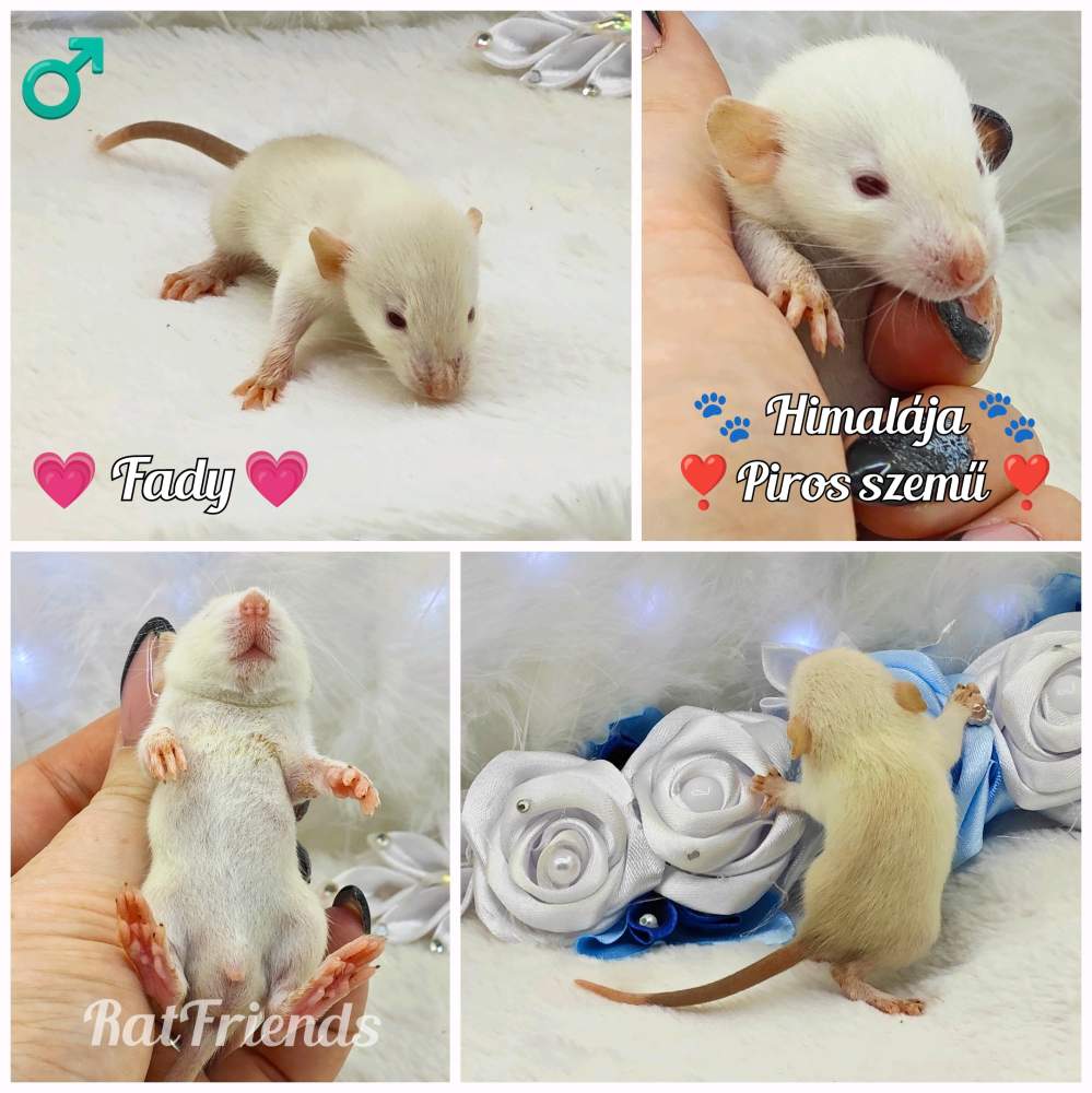 Fancy rat Owned by other Rattus norvegicus 