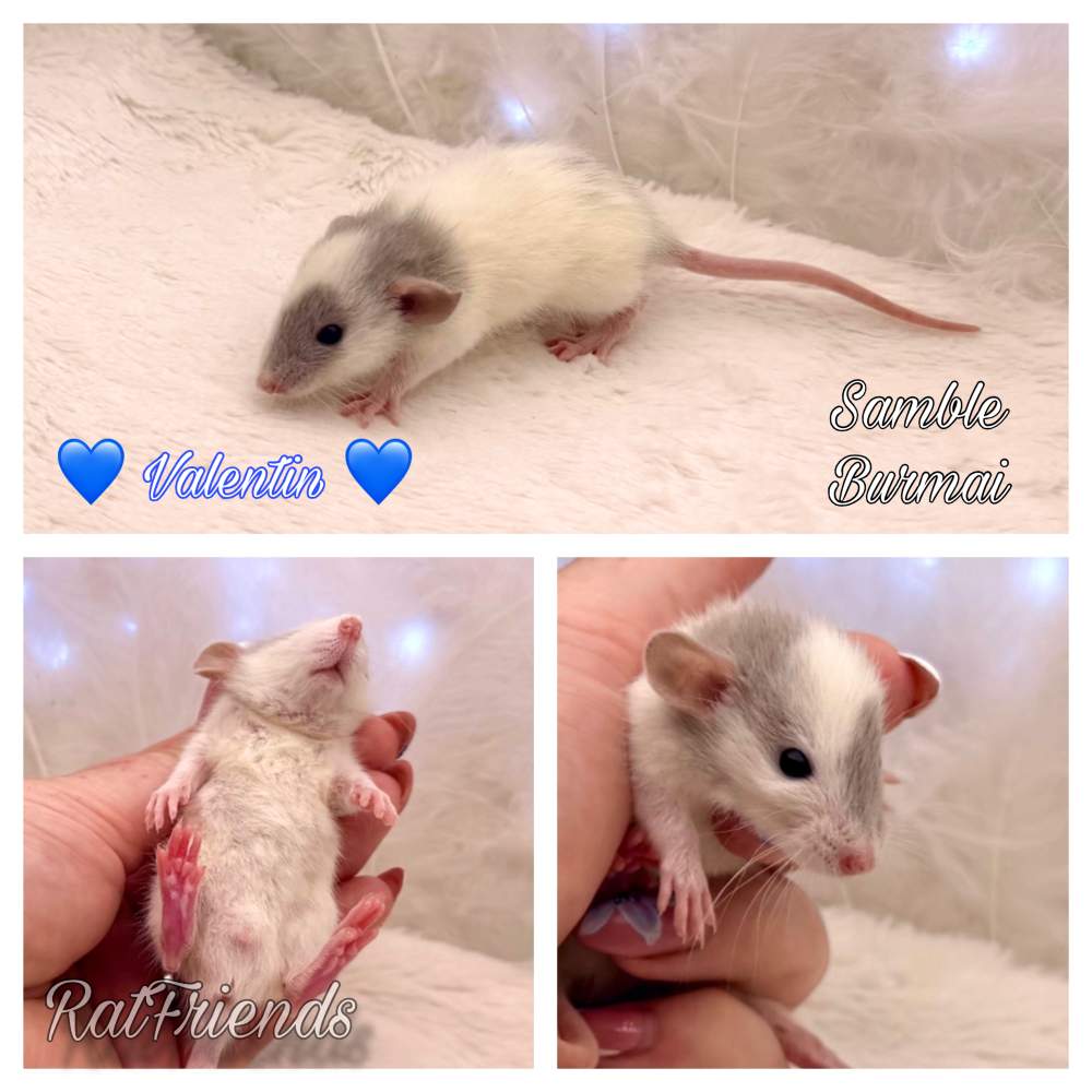Fancy rat Available for rehoming Rattus norvegicus 