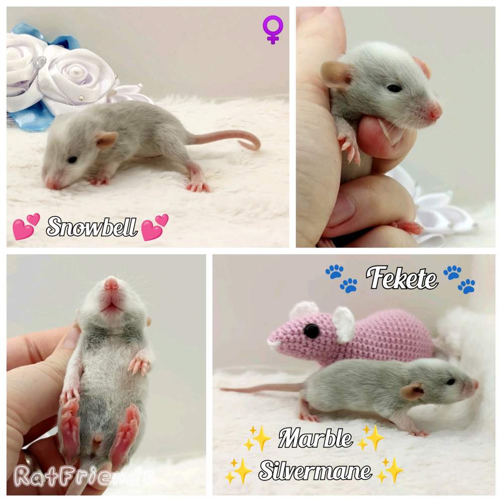 Fancy rat Breeder Rattus norvegicus 