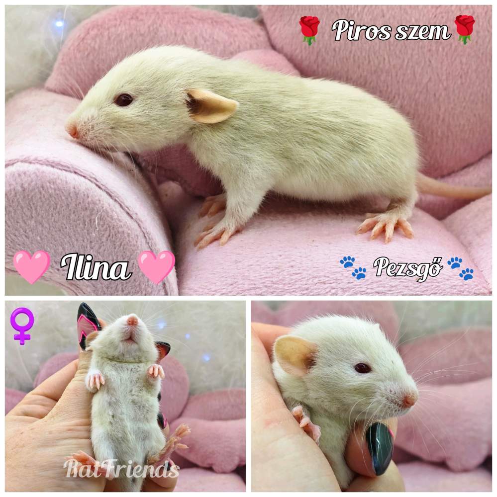 Fancy rat Breeder Rattus norvegicus 